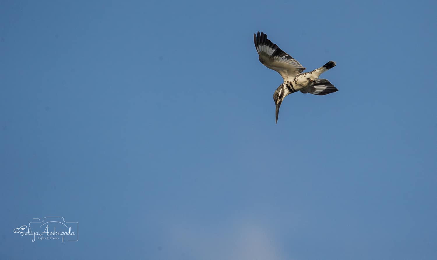 Bird watching photo 11