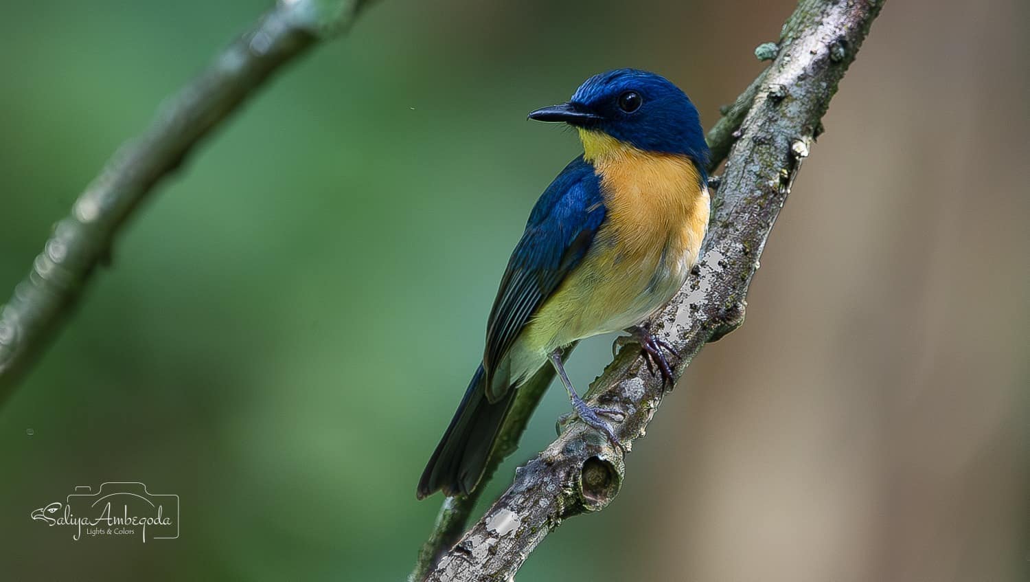 Bird watching photo 12