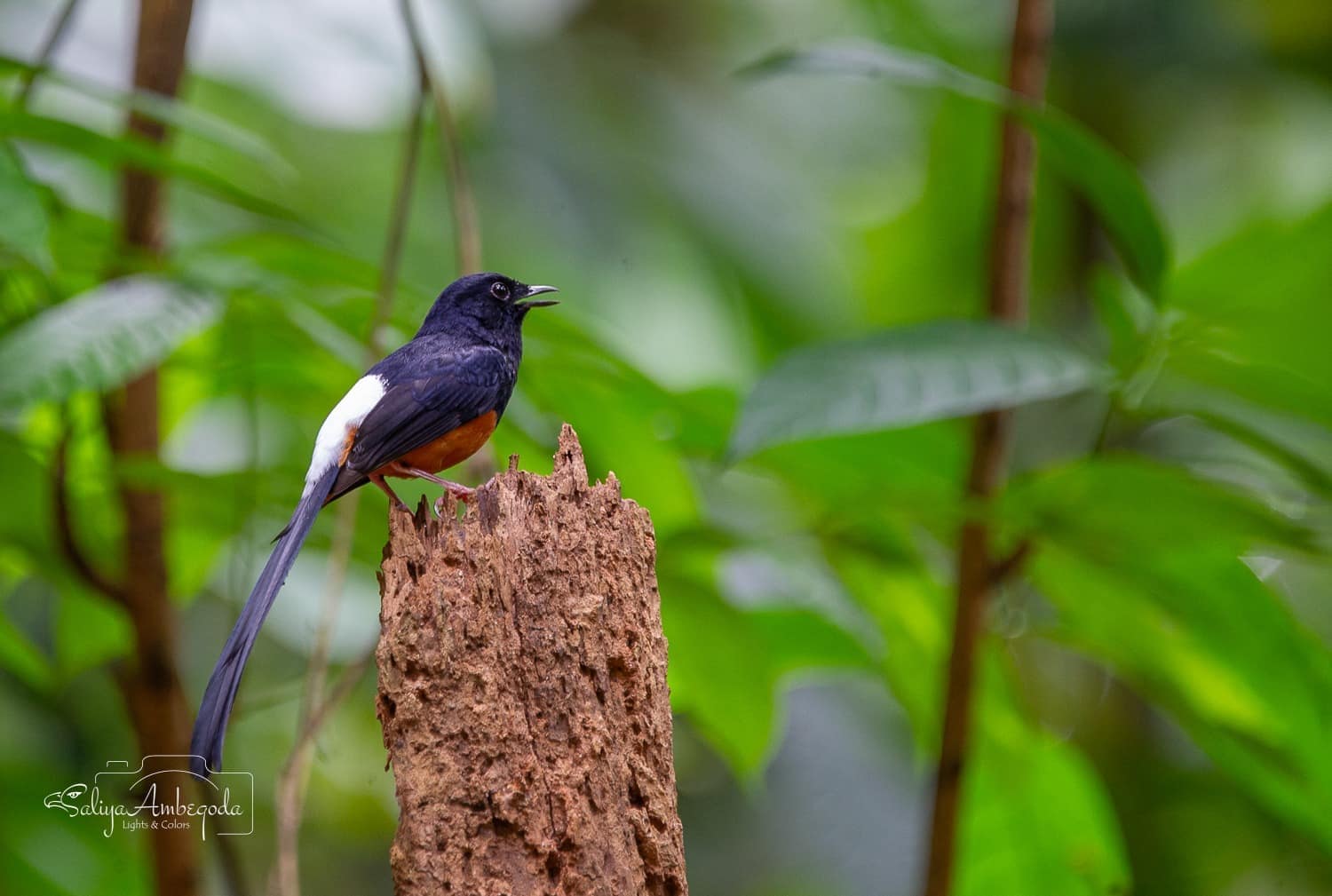 Bird watching photo 13