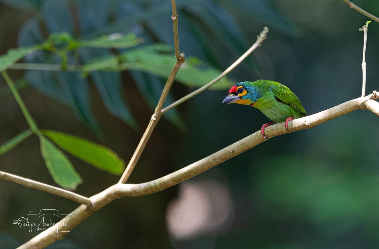 Bird watching photo 14