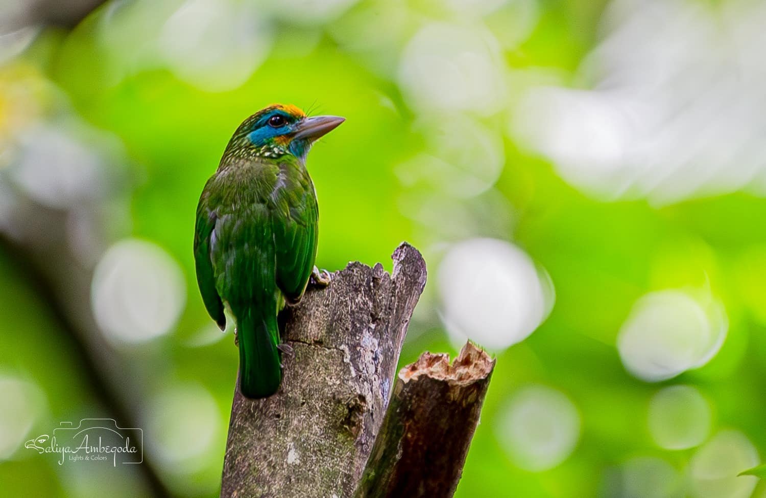 Bird watching photo 15