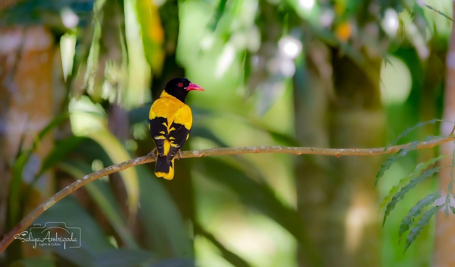 Bird watching photo 17