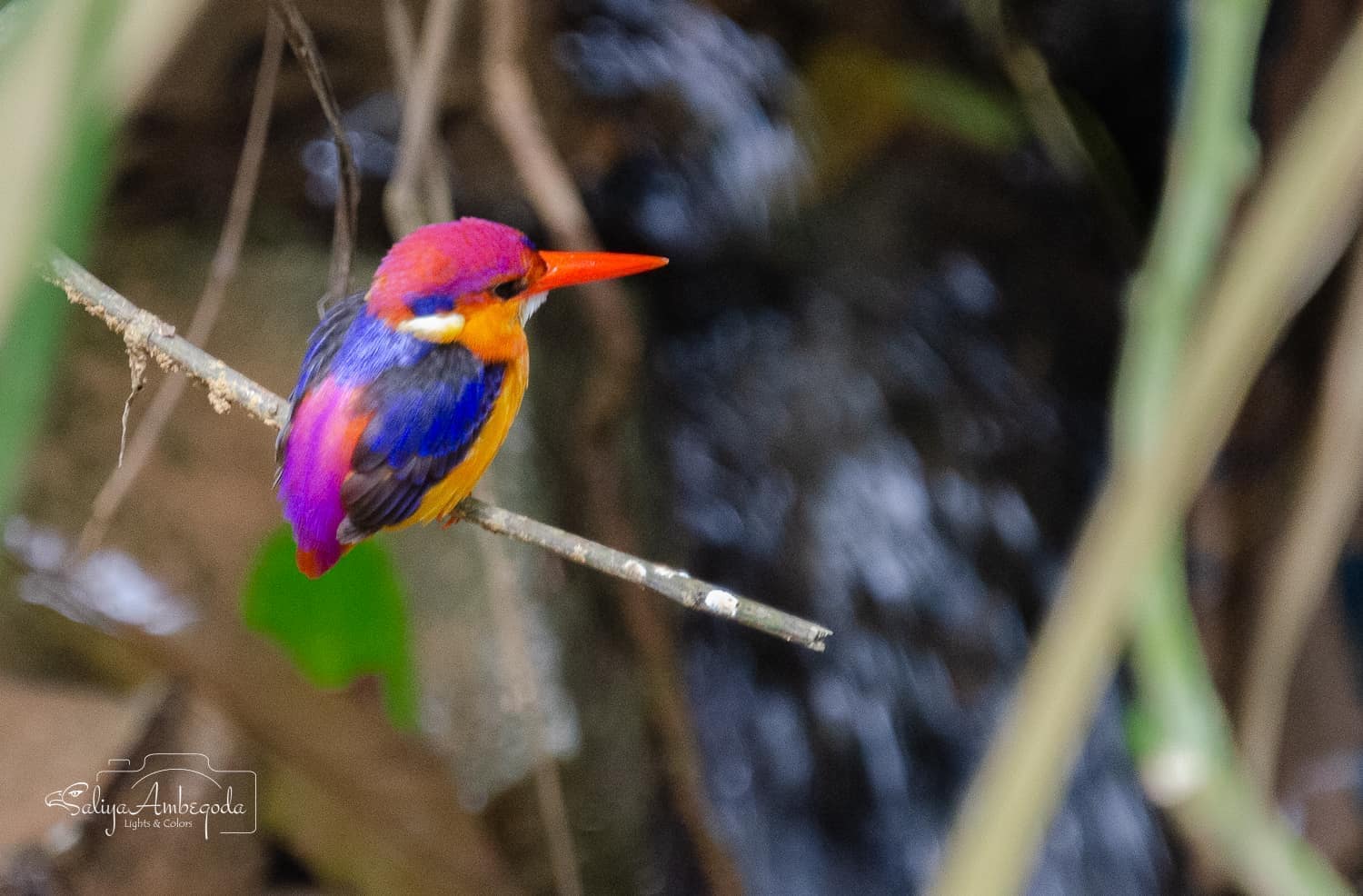 Bird watching photo 2