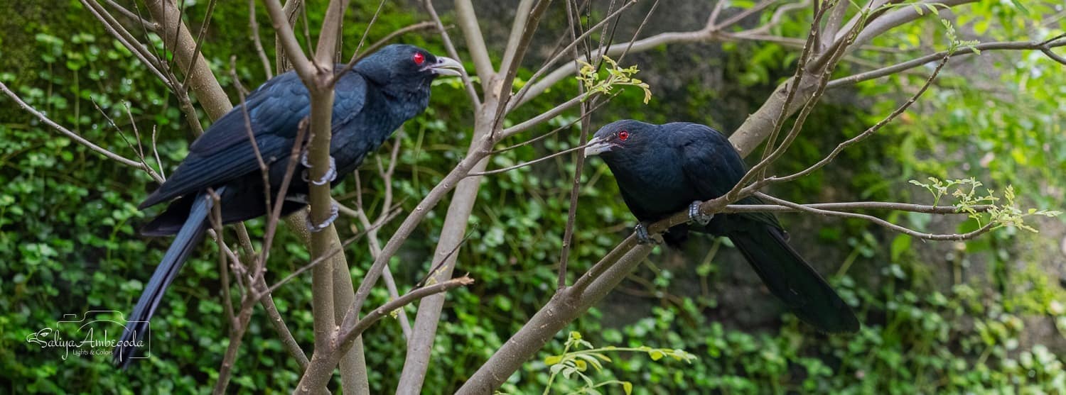 Bird watching photo 21