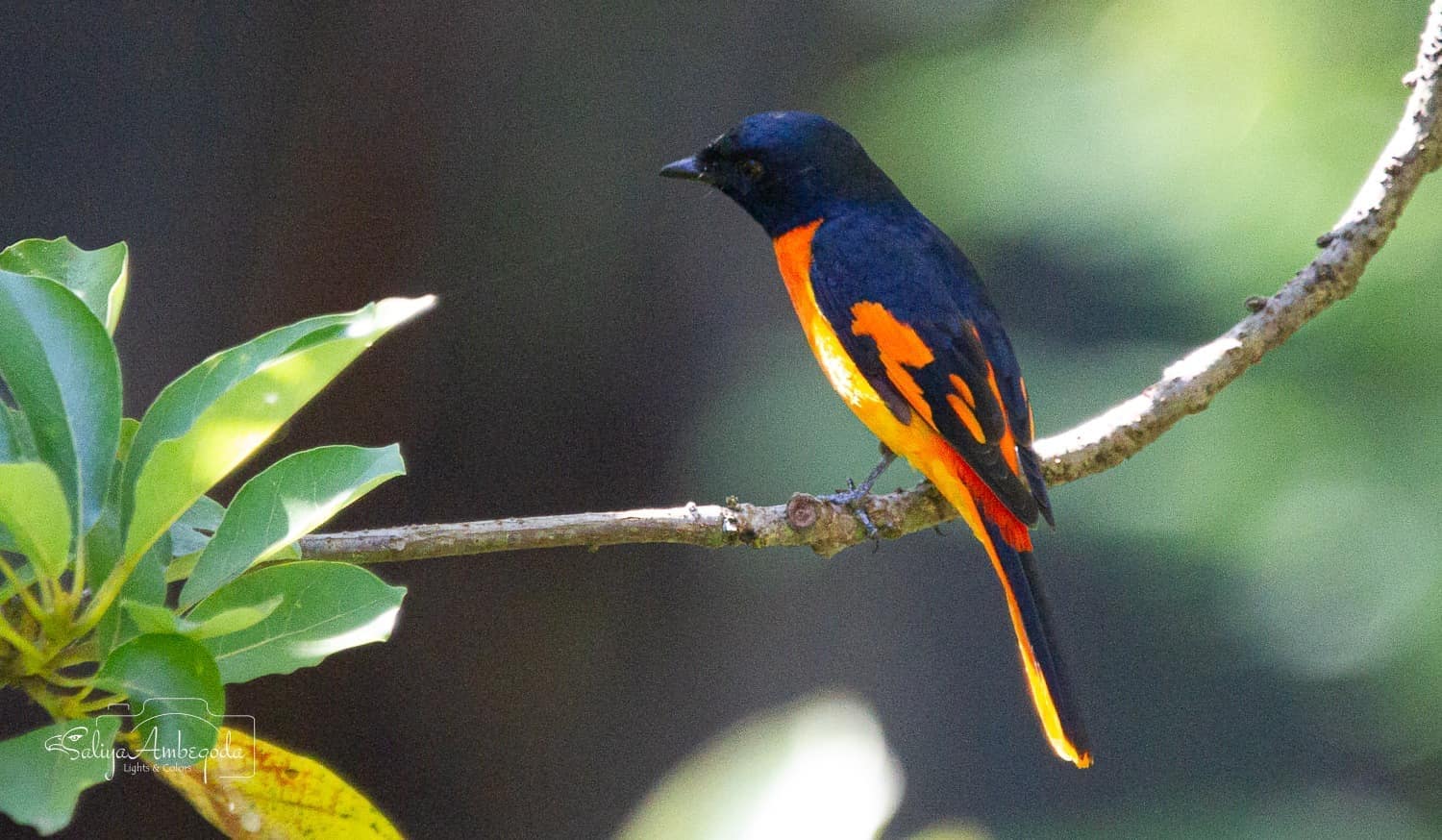 Bird watching photo 23