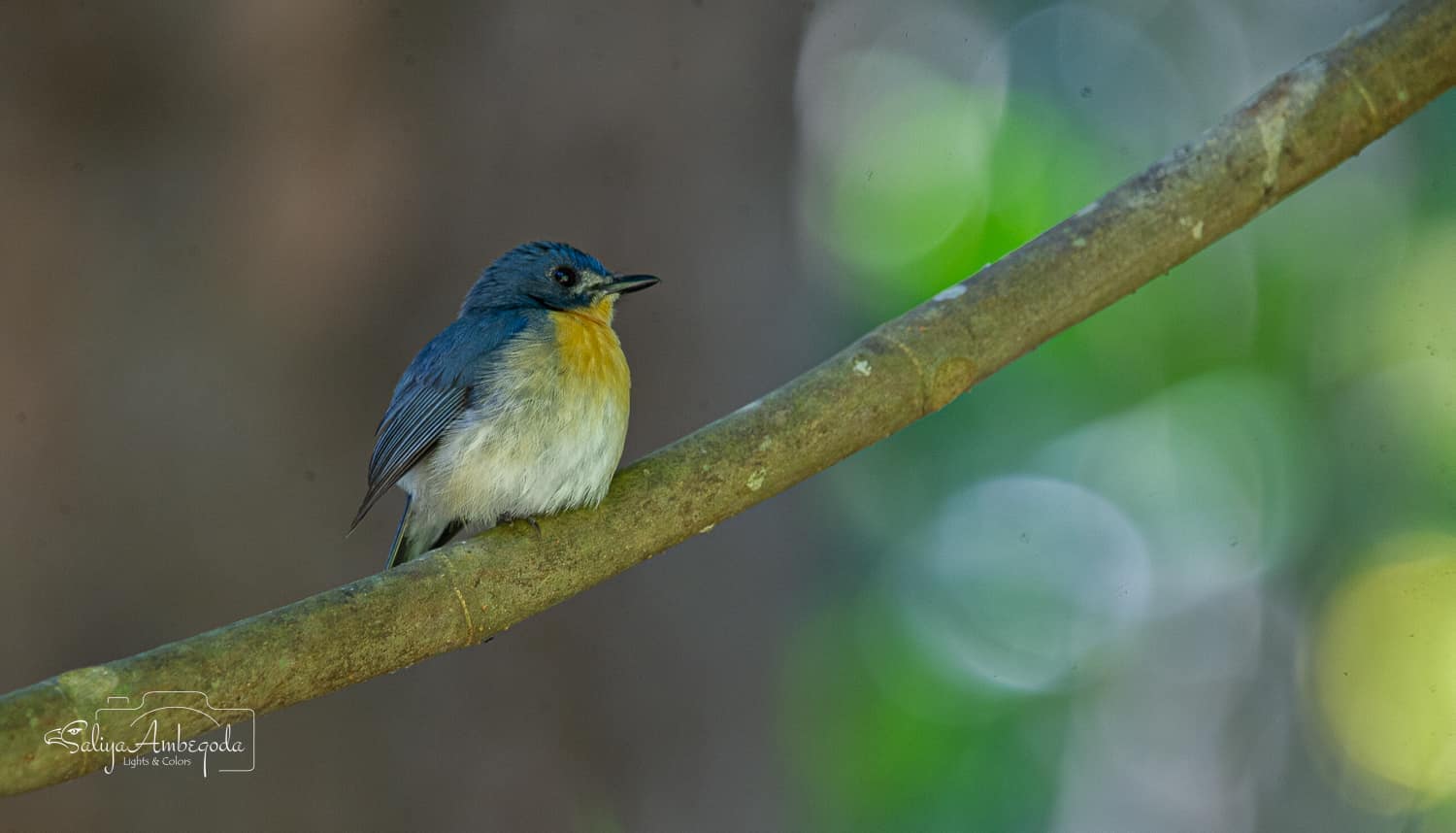 Bird watching photo 25