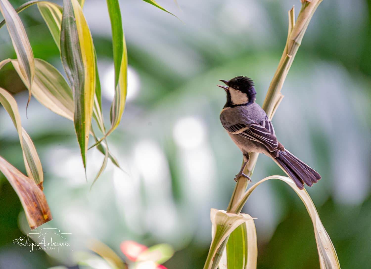 Bird watching photo 26