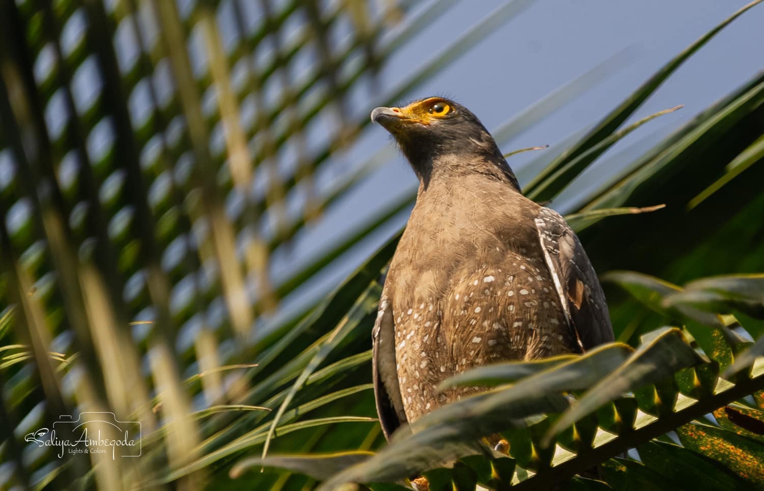 Bird watching photo 27