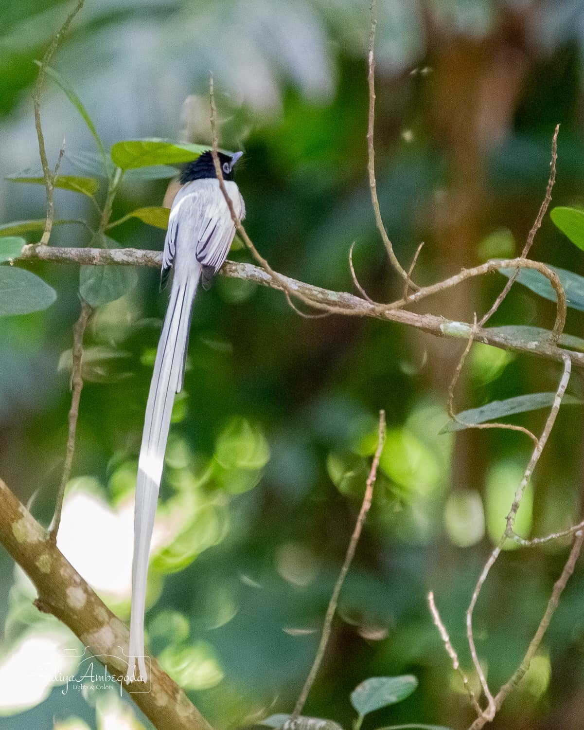 Bird watching photo 28