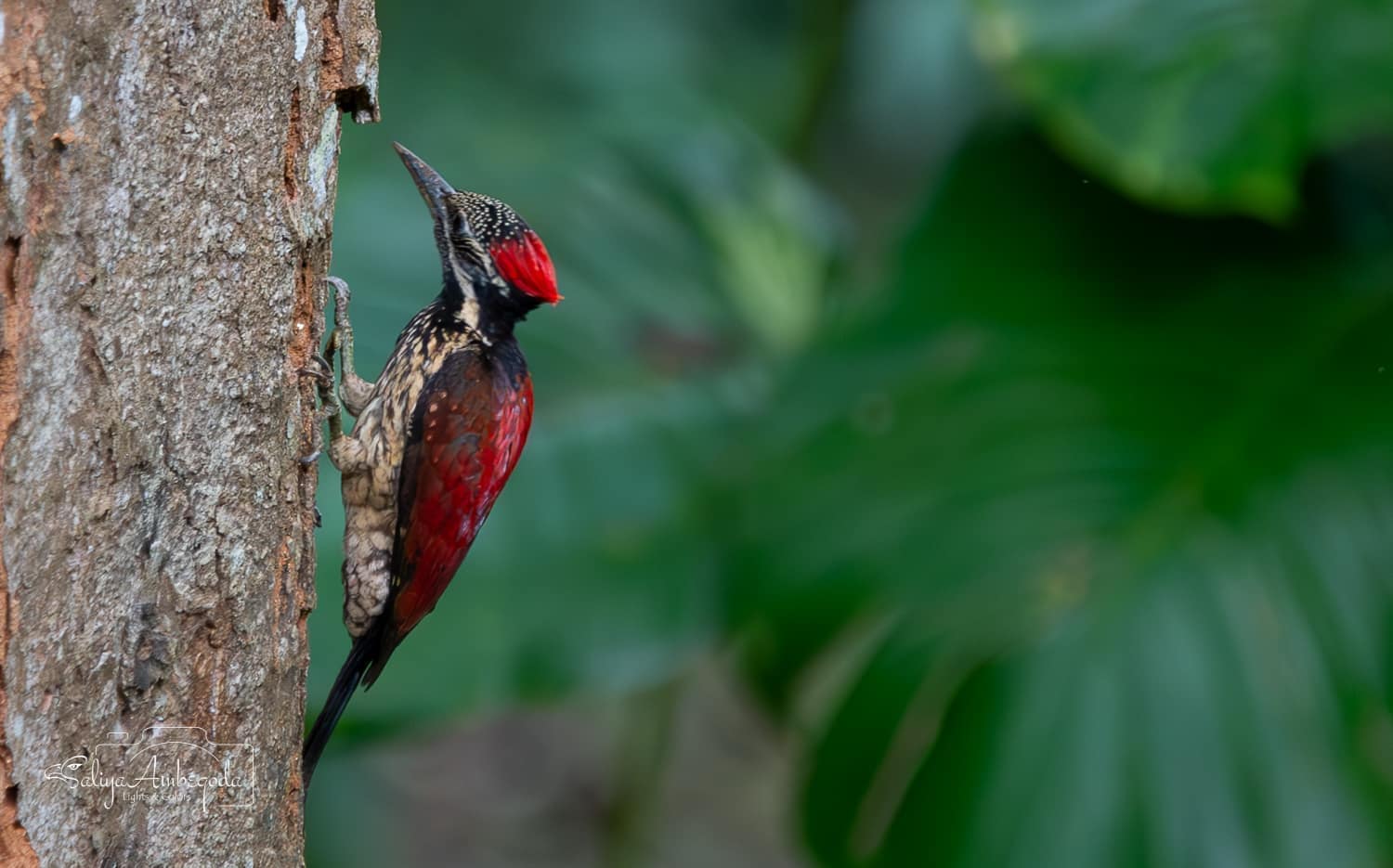 Bird watching photo 31