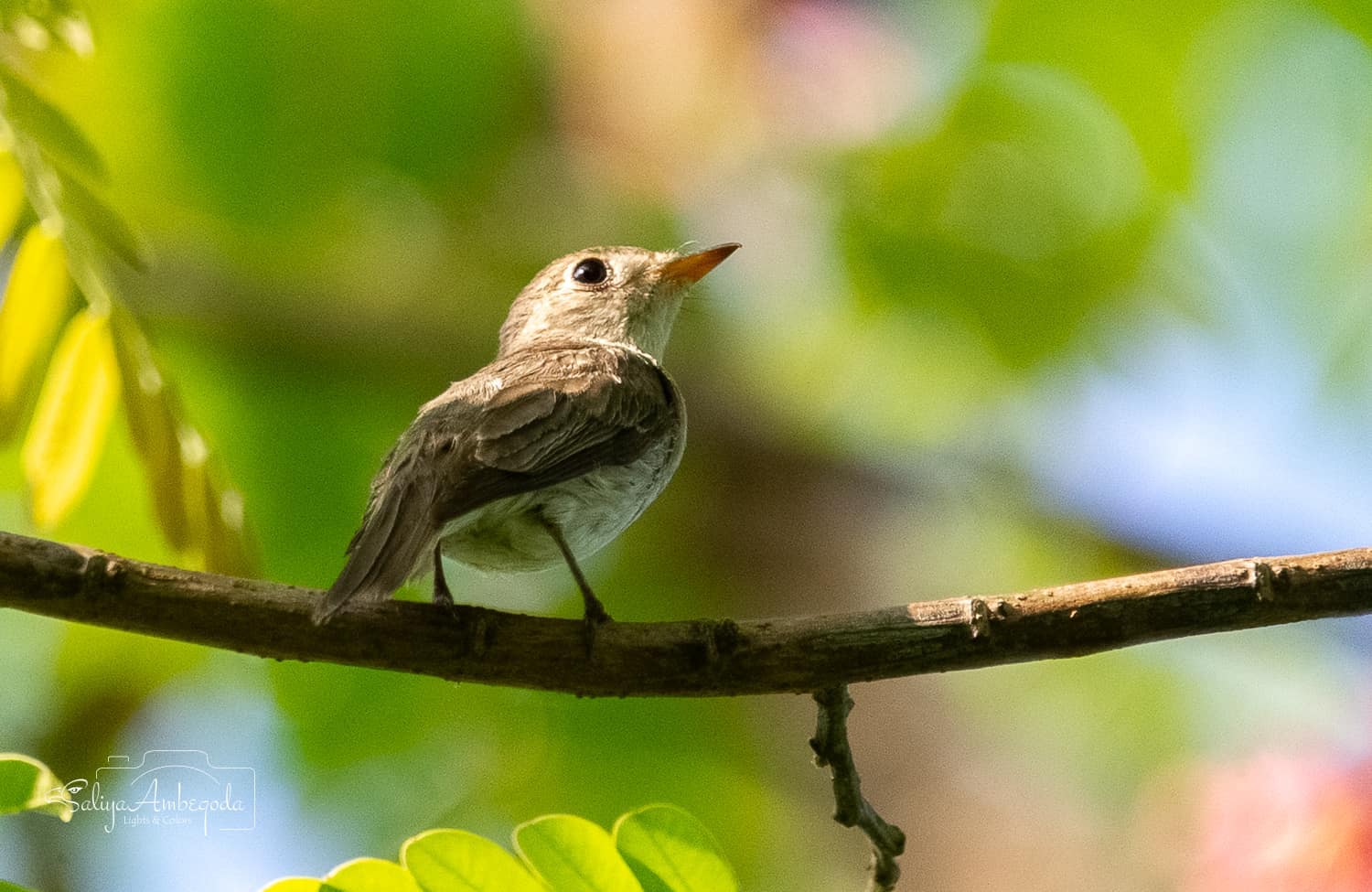 Bird watching photo 34