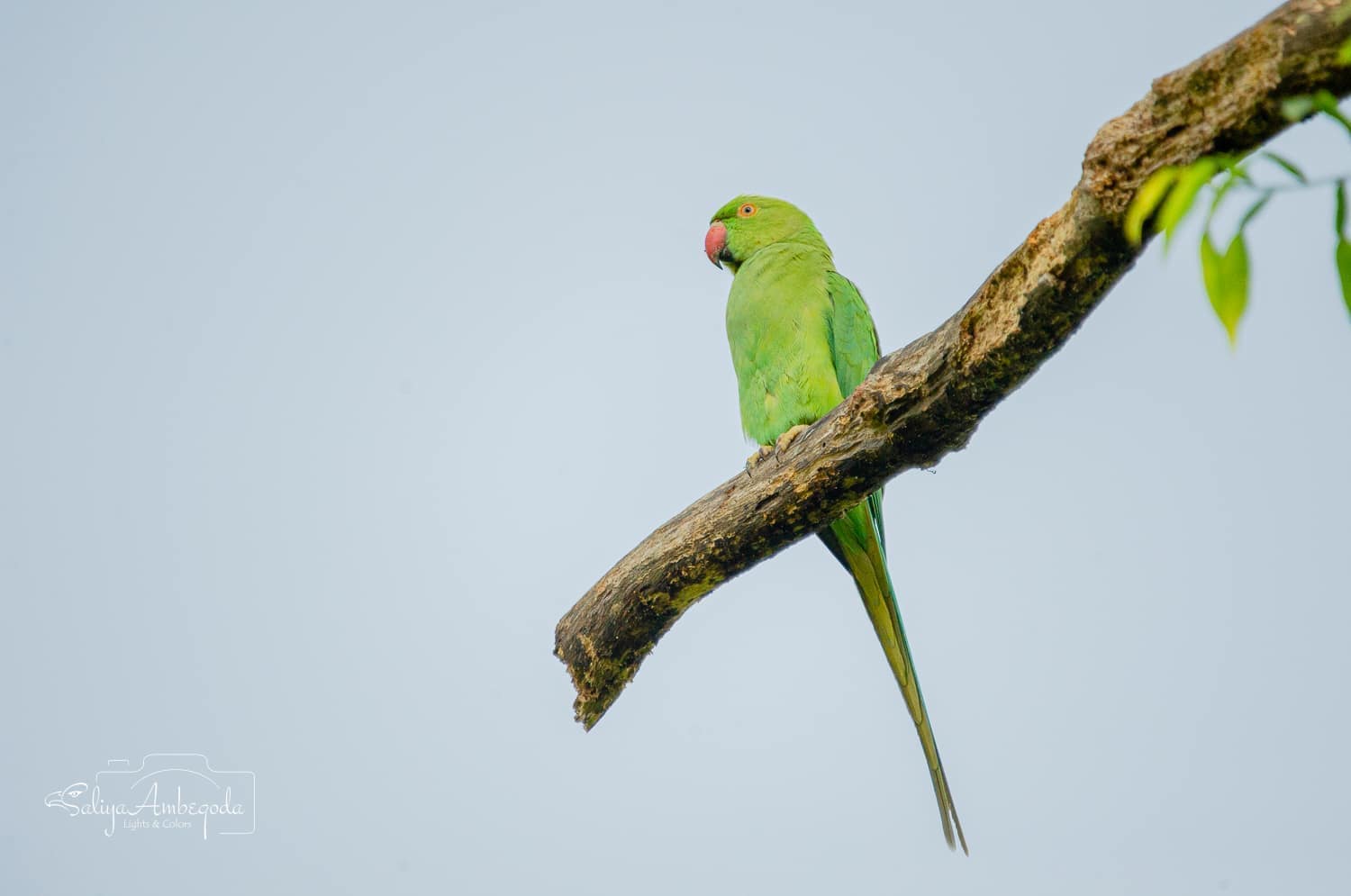 Bird watching photo 35