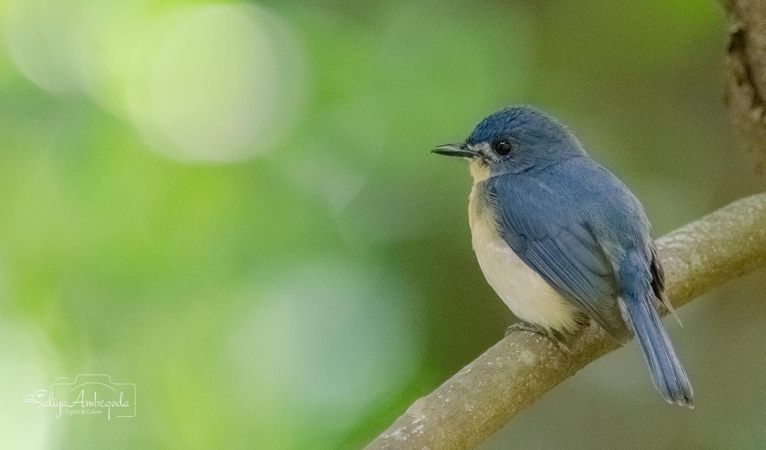 Bird watching photo 36