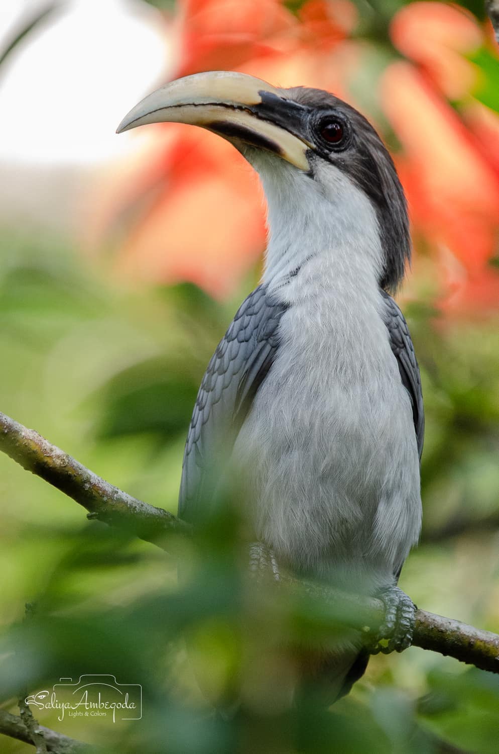 Bird watching photo 37