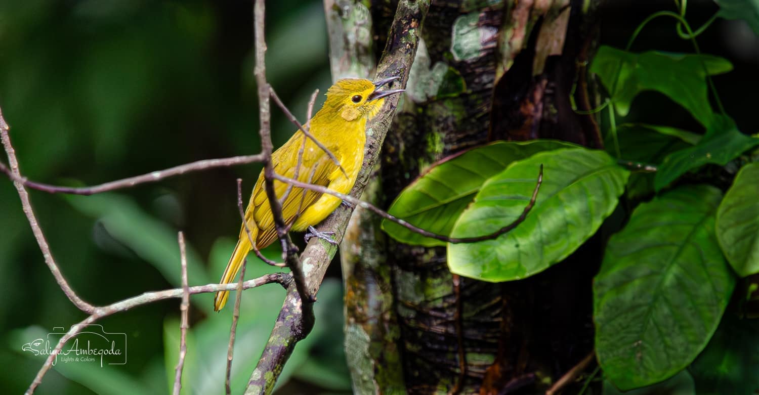 Bird watching photo 38