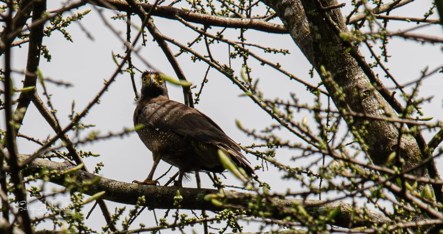 Bird watching photo 39