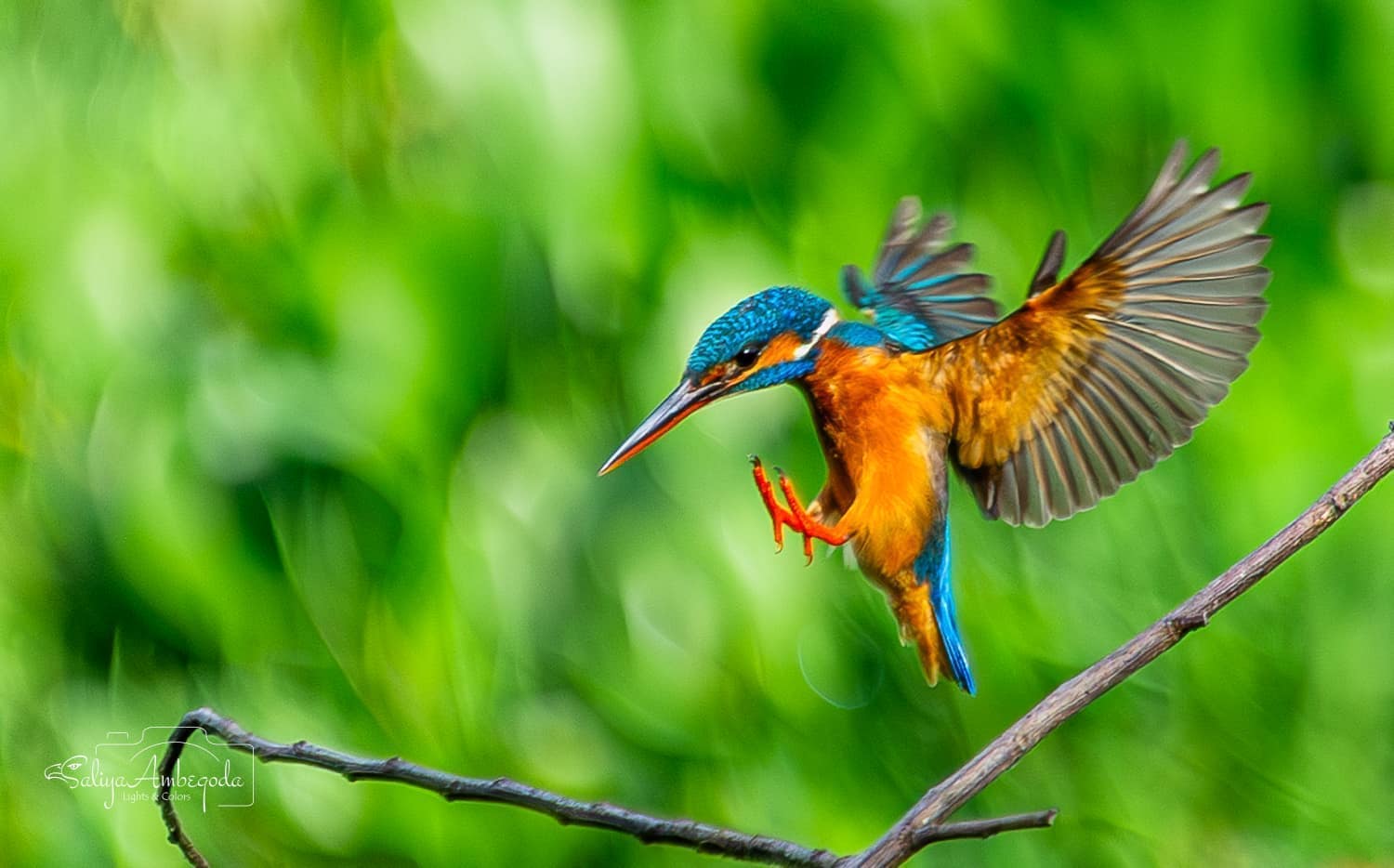 Bird watching photo 4