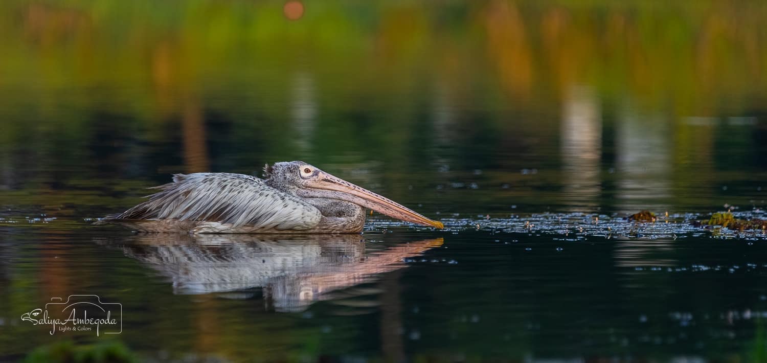 Bird watching photo 40