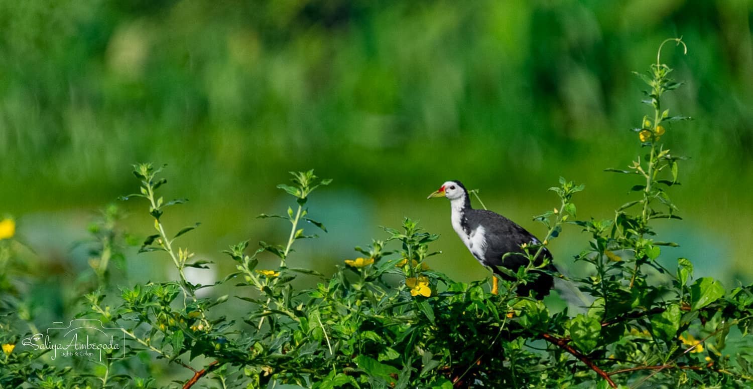 Bird watching photo 41
