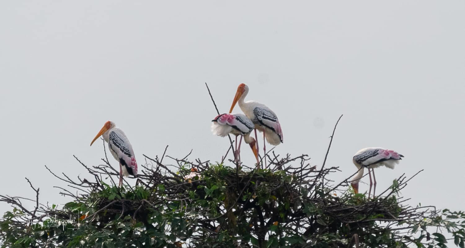 Bird watching photo 42