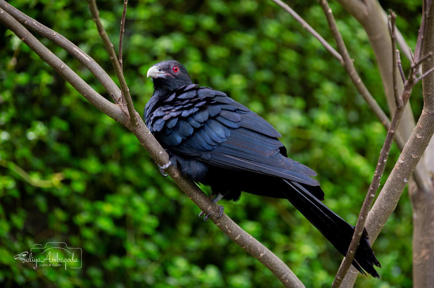 Bird watching photo 43