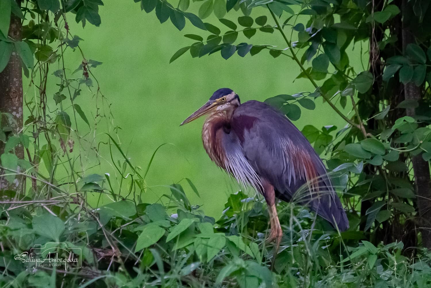 Bird watching photo 45