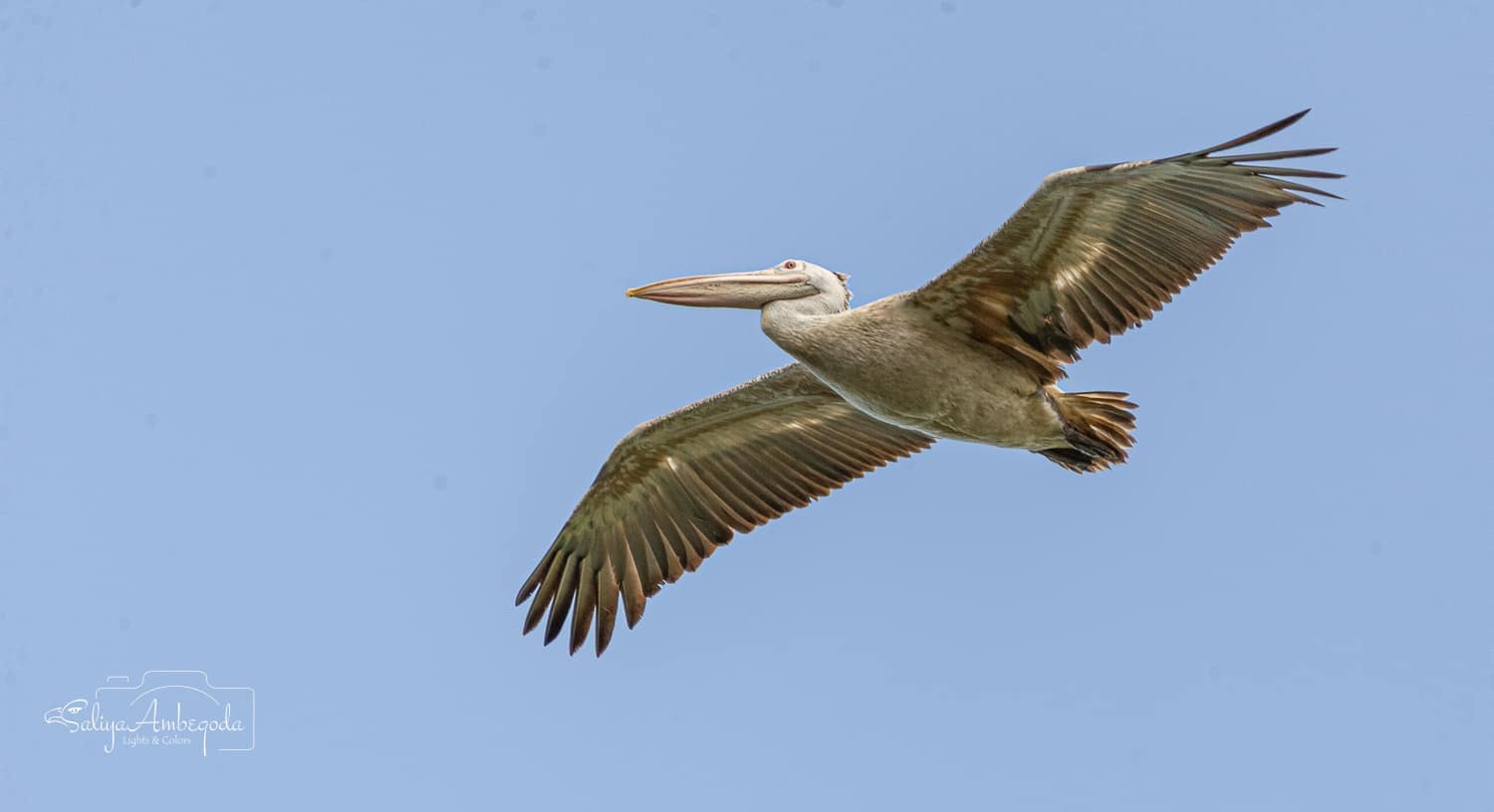 Bird watching photo 46