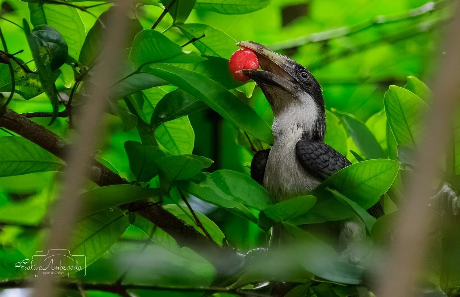 Bird watching photo 47