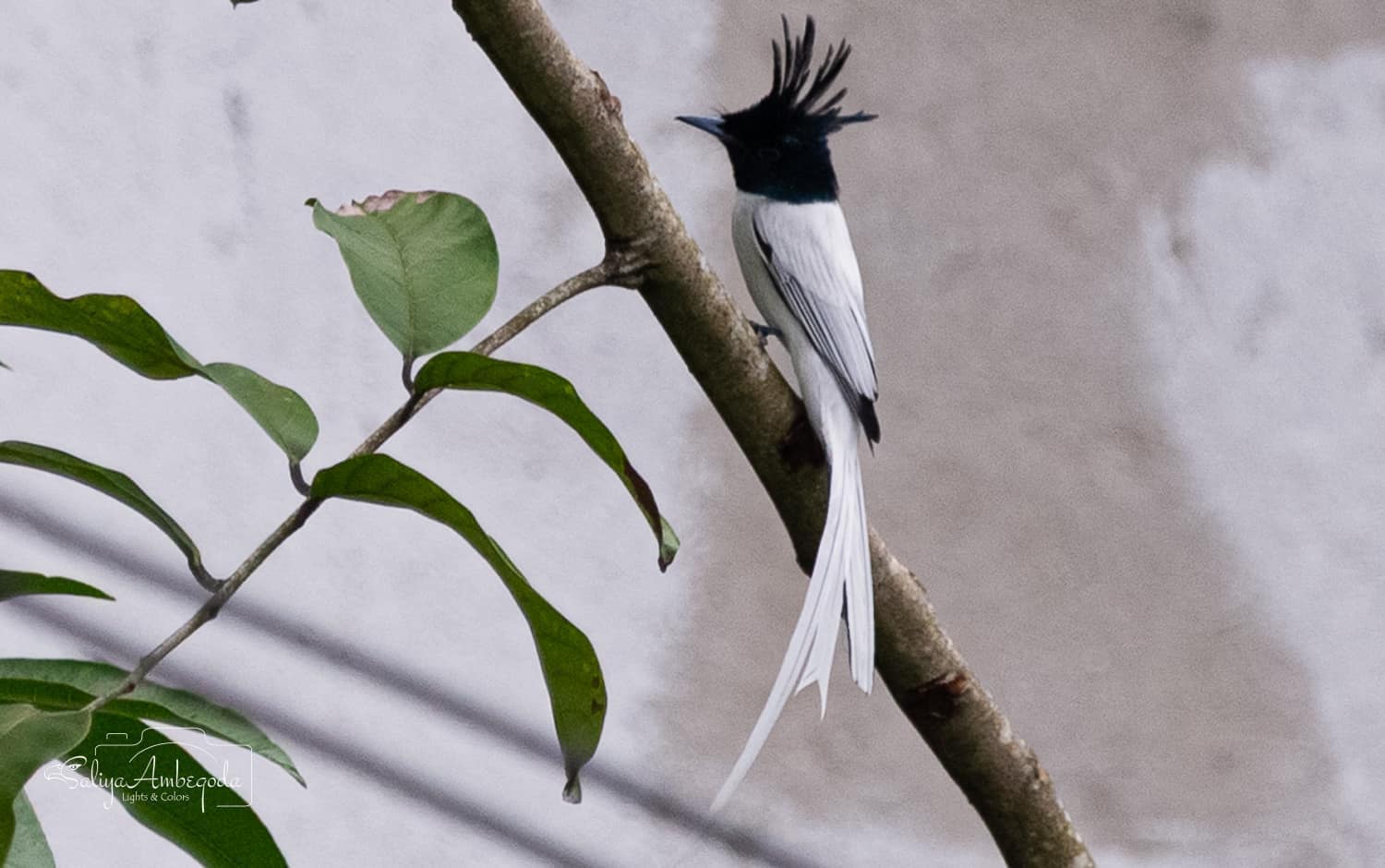 Bird watching photo 49