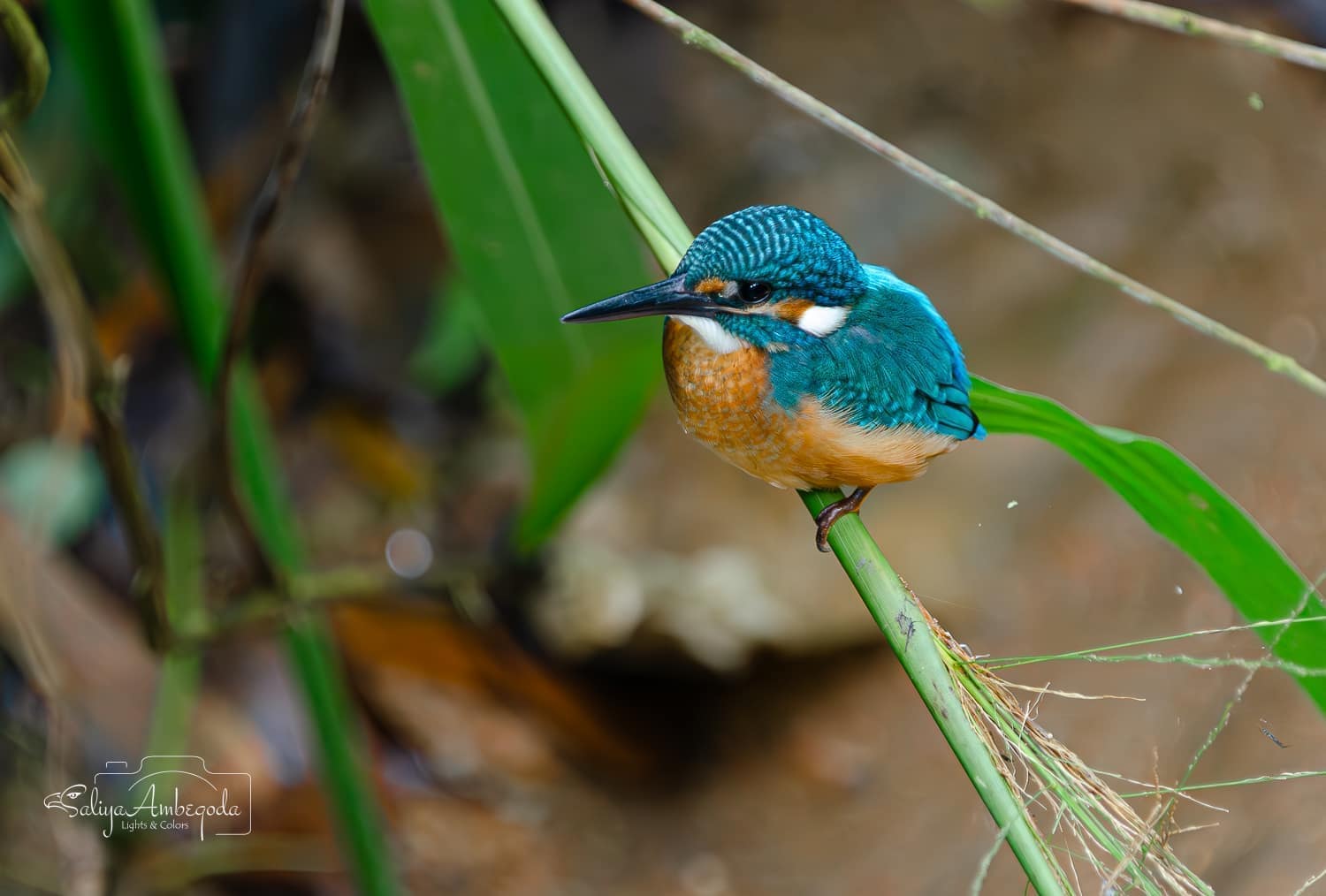 Bird watching photo 5