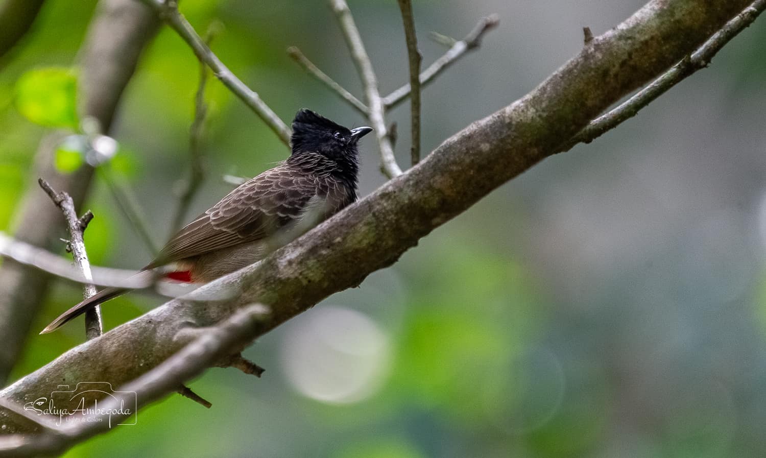 Bird watching photo 51