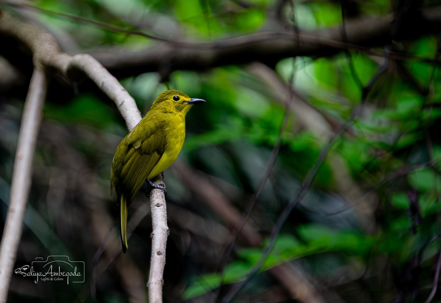 Bird watching photo 52