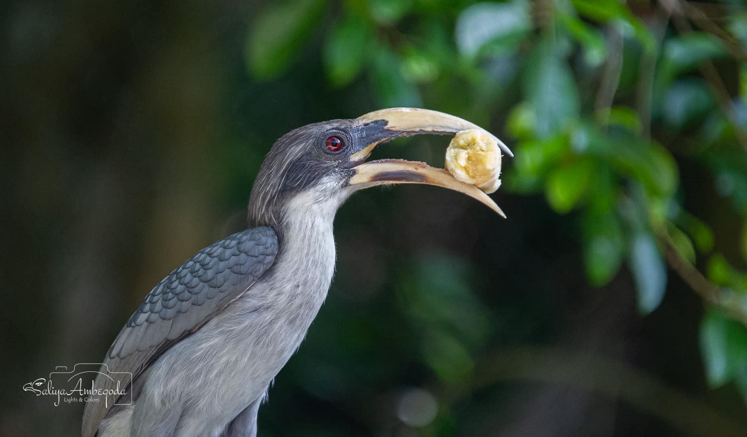 Bird watching photo 53