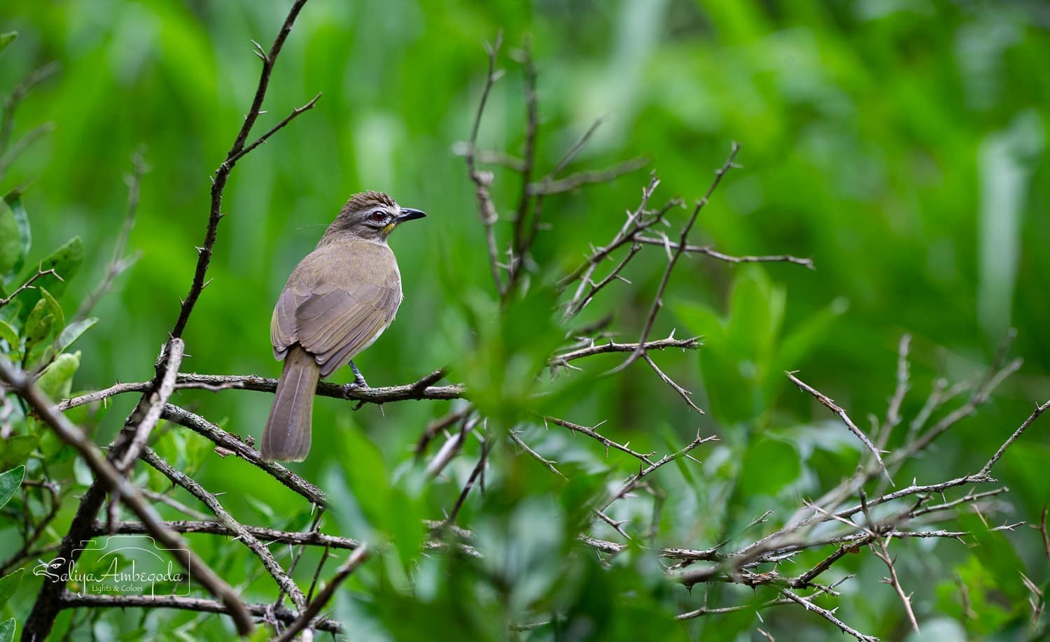 Bird watching photo 54