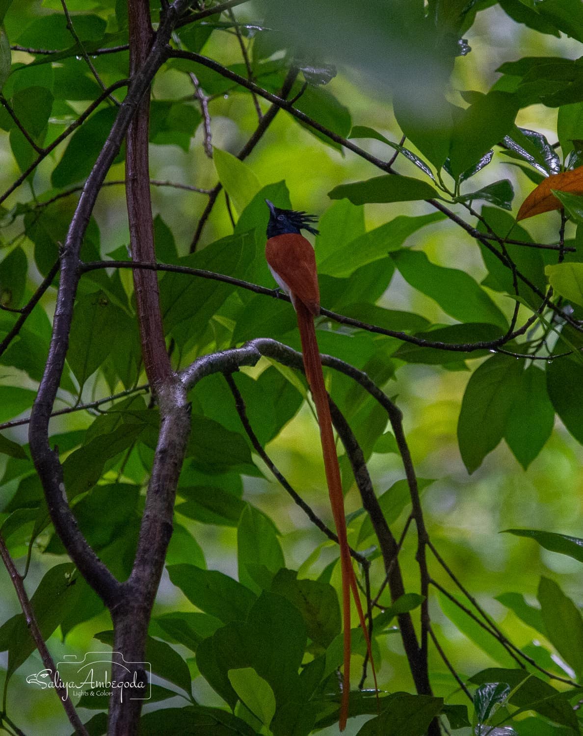 Bird watching photo 55