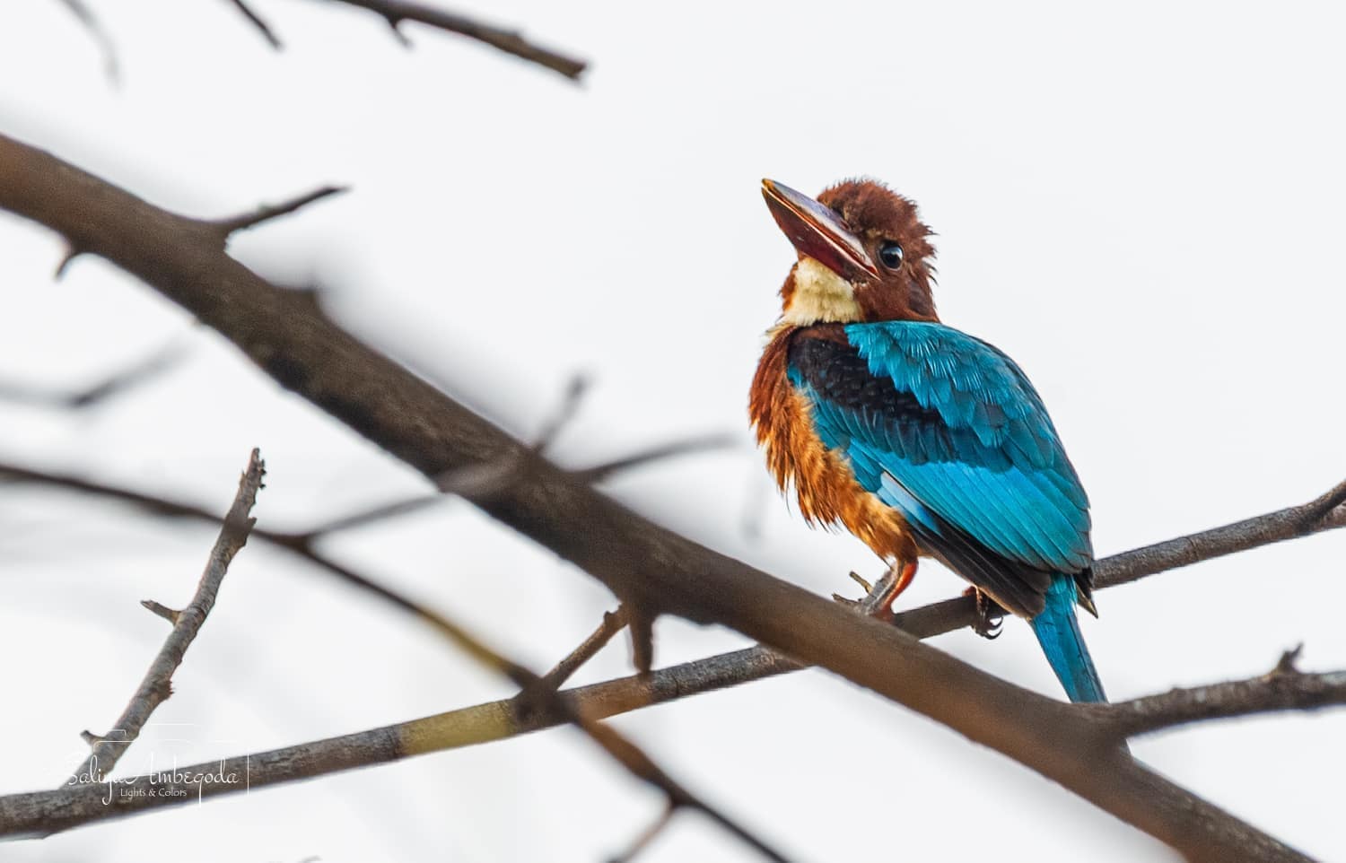 Bird watching photo 6