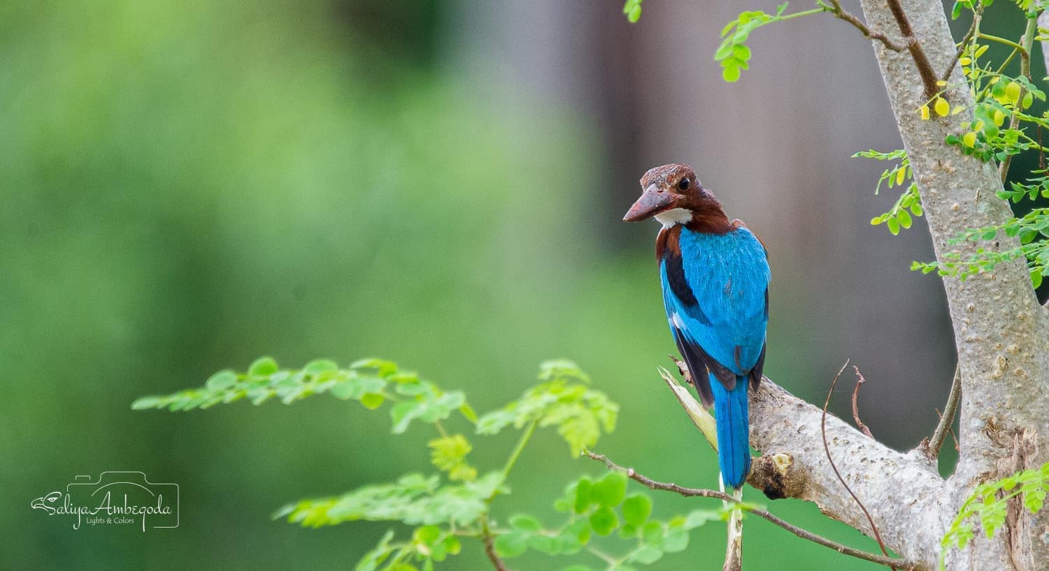 Bird watching photo 7