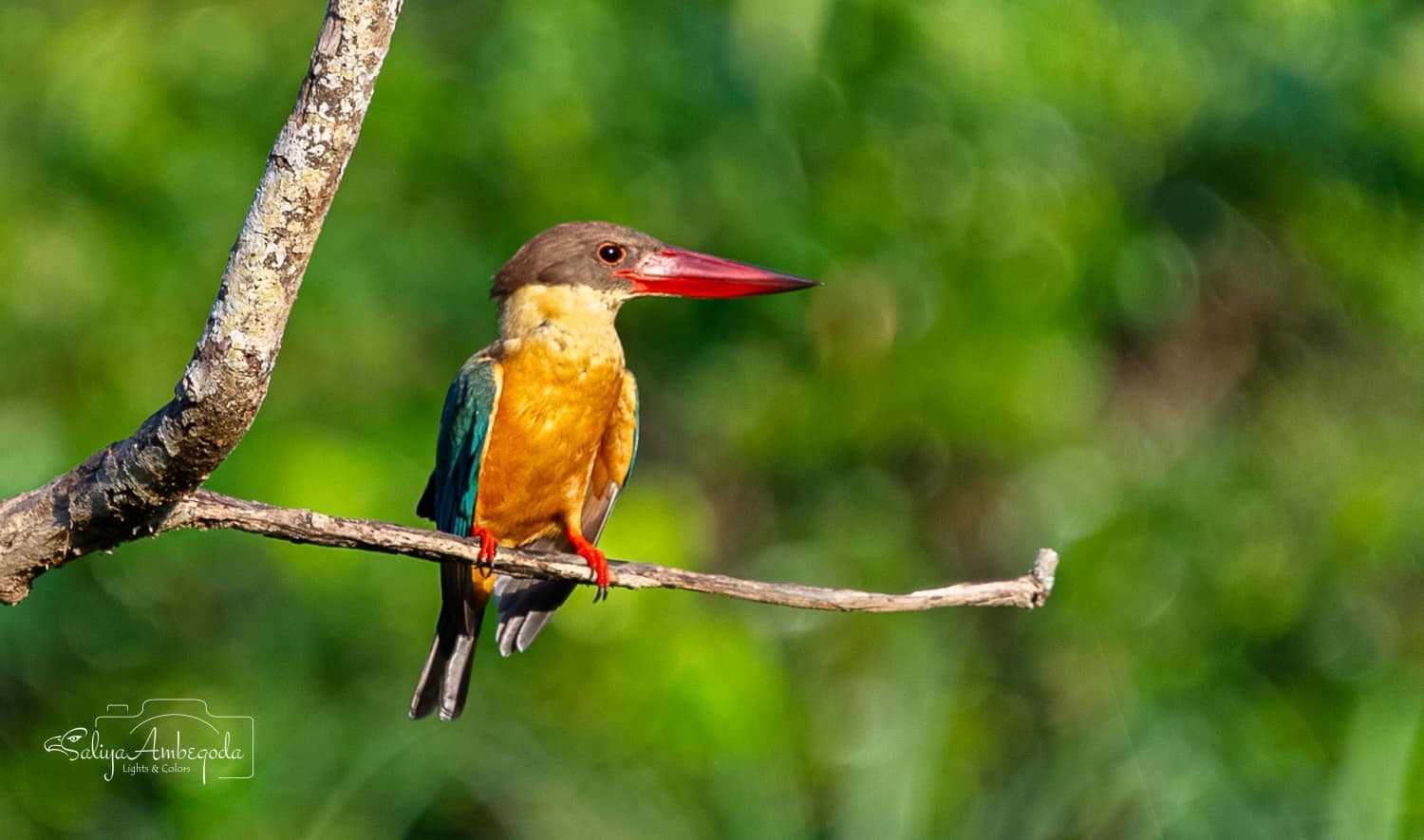 Bird watching photo 8