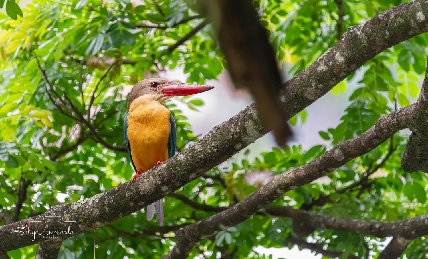 Bird watching photo 9